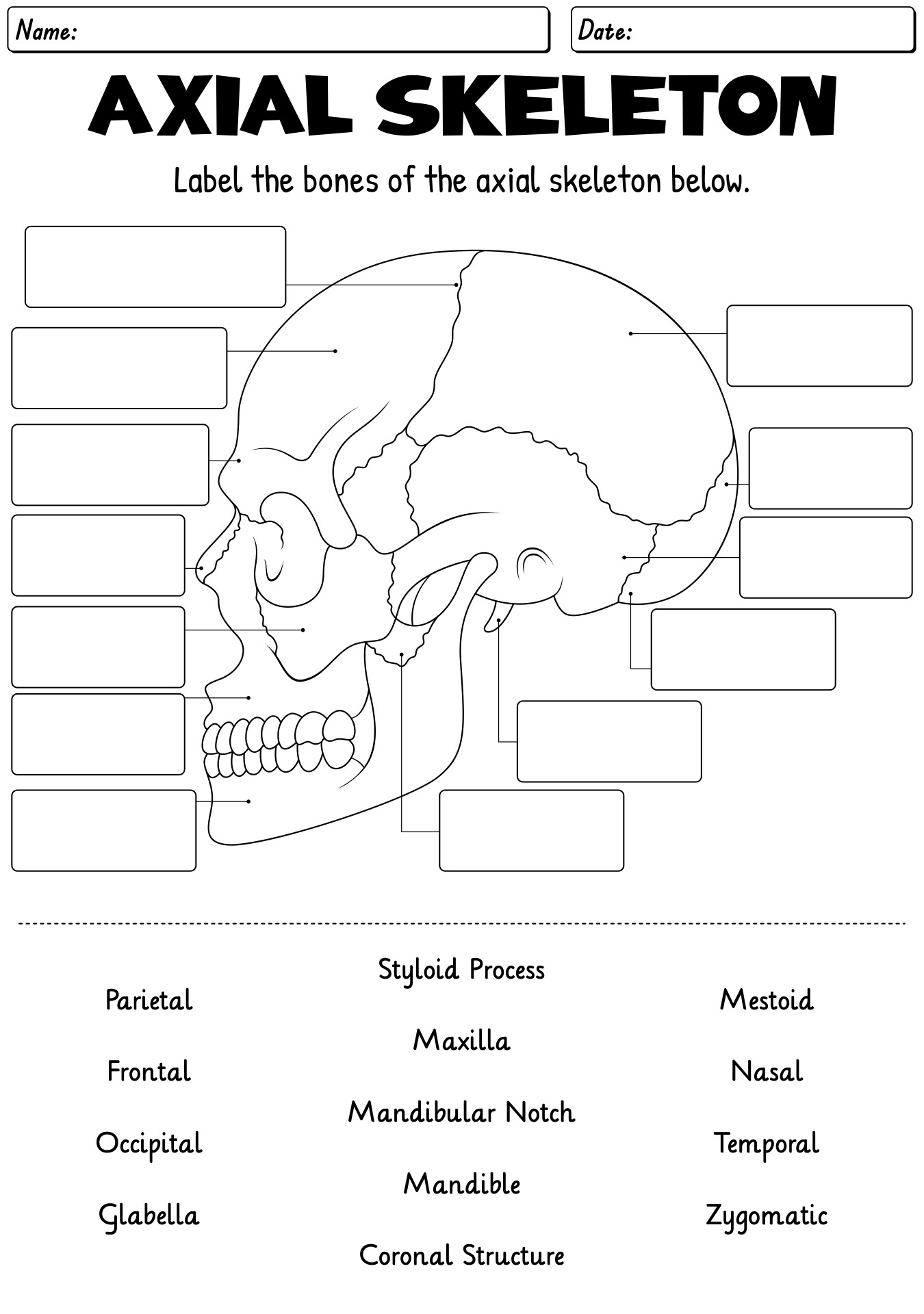 13 Skeleton Bones Labeled Worksheets Free PDF At Worksheeto