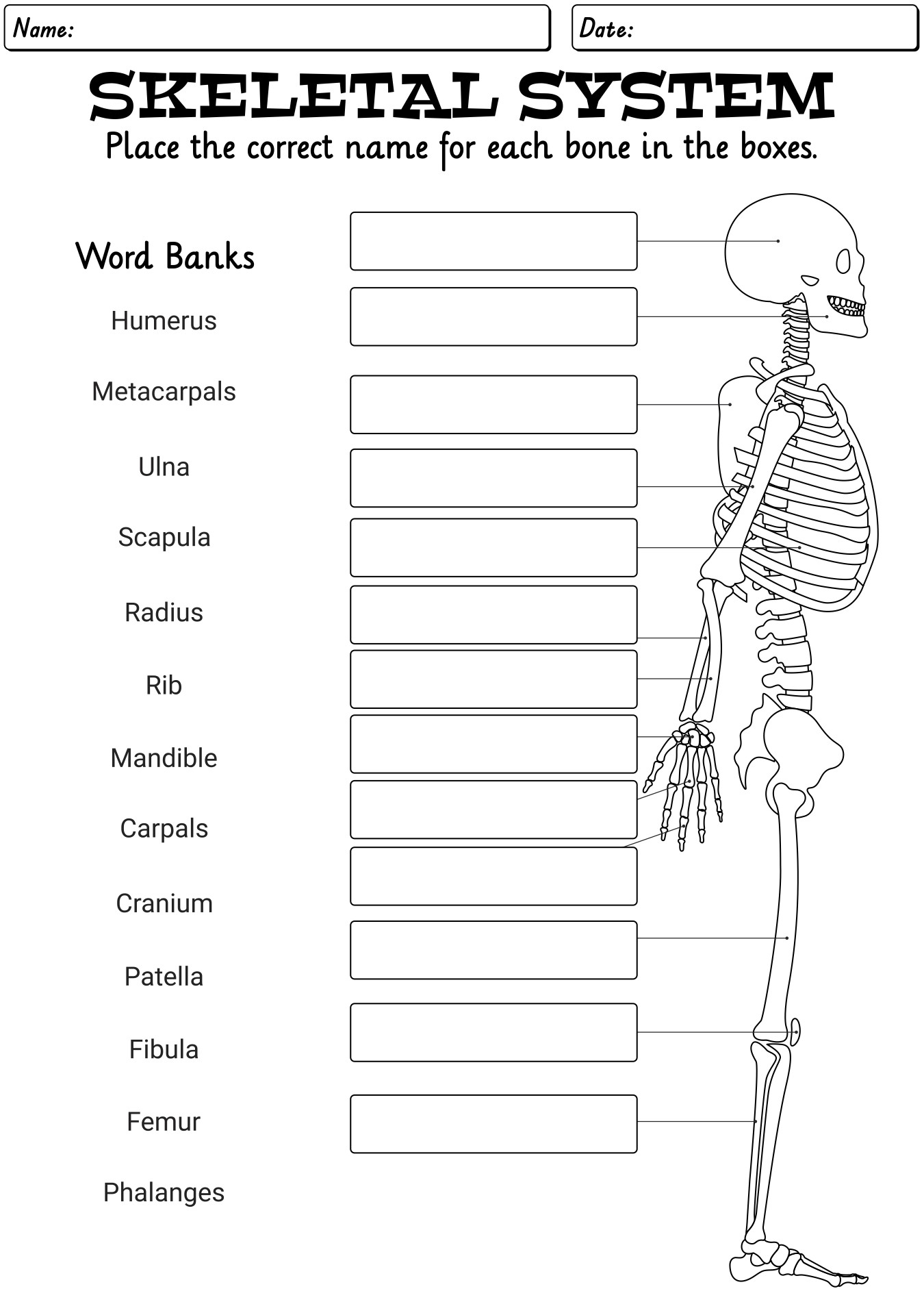 Skeleton Blank Worksheet Printable