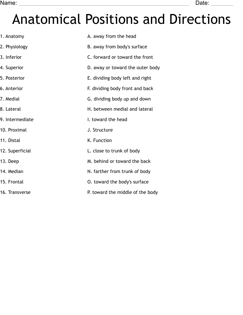 Anatomical Positions And Directions Worksheet WordMint