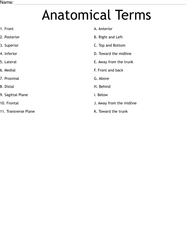 Anatomical Terms Worksheet WordMint