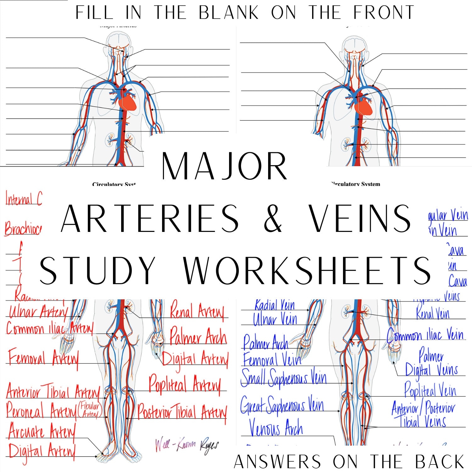 Circulatory System Major Arteries Major Veins Digital Worksheets Study Worksheets Label The Major Arteries Major Veins Etsy