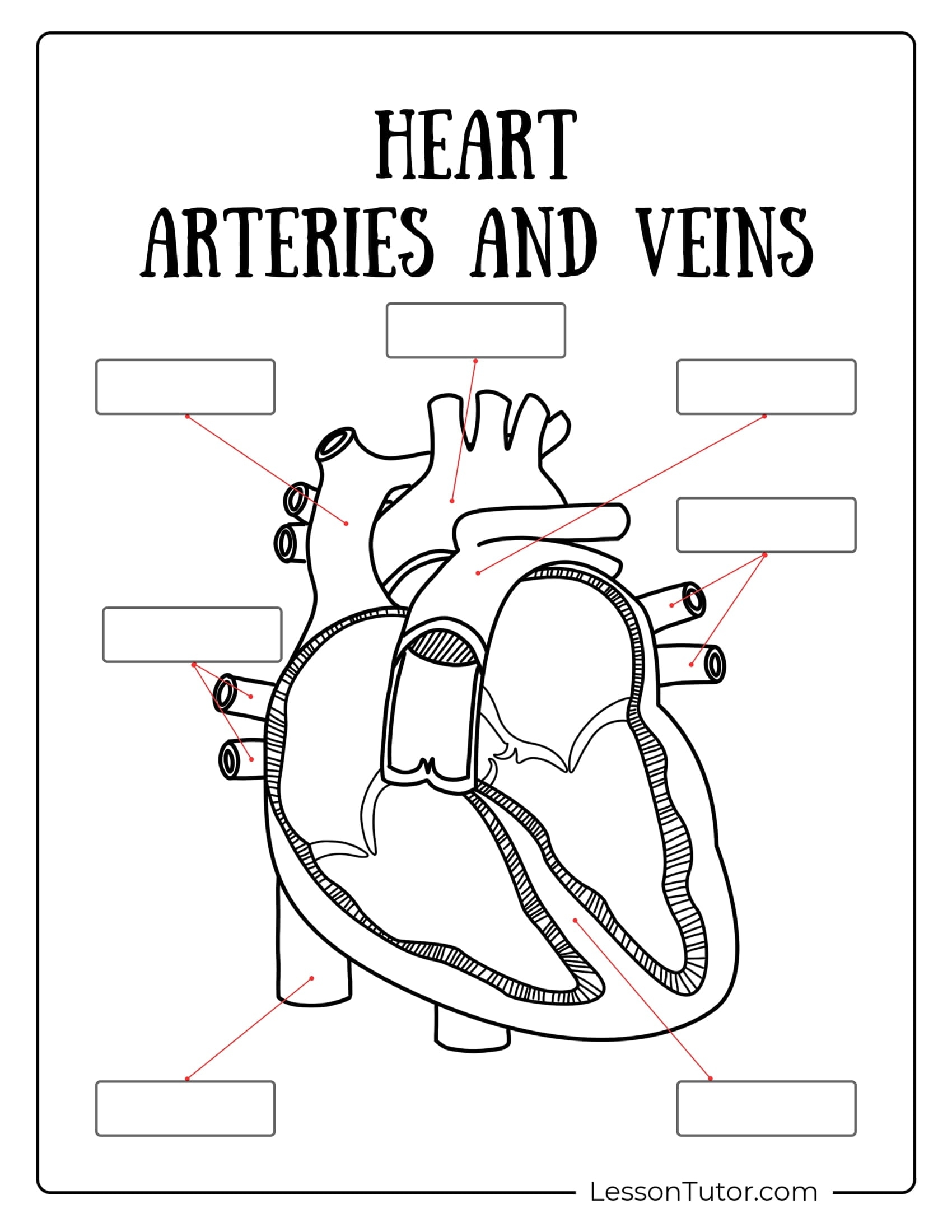 Circulatory Worksheets Free Coloring Pages PDF Printables And Worksheets Lesson Tutor