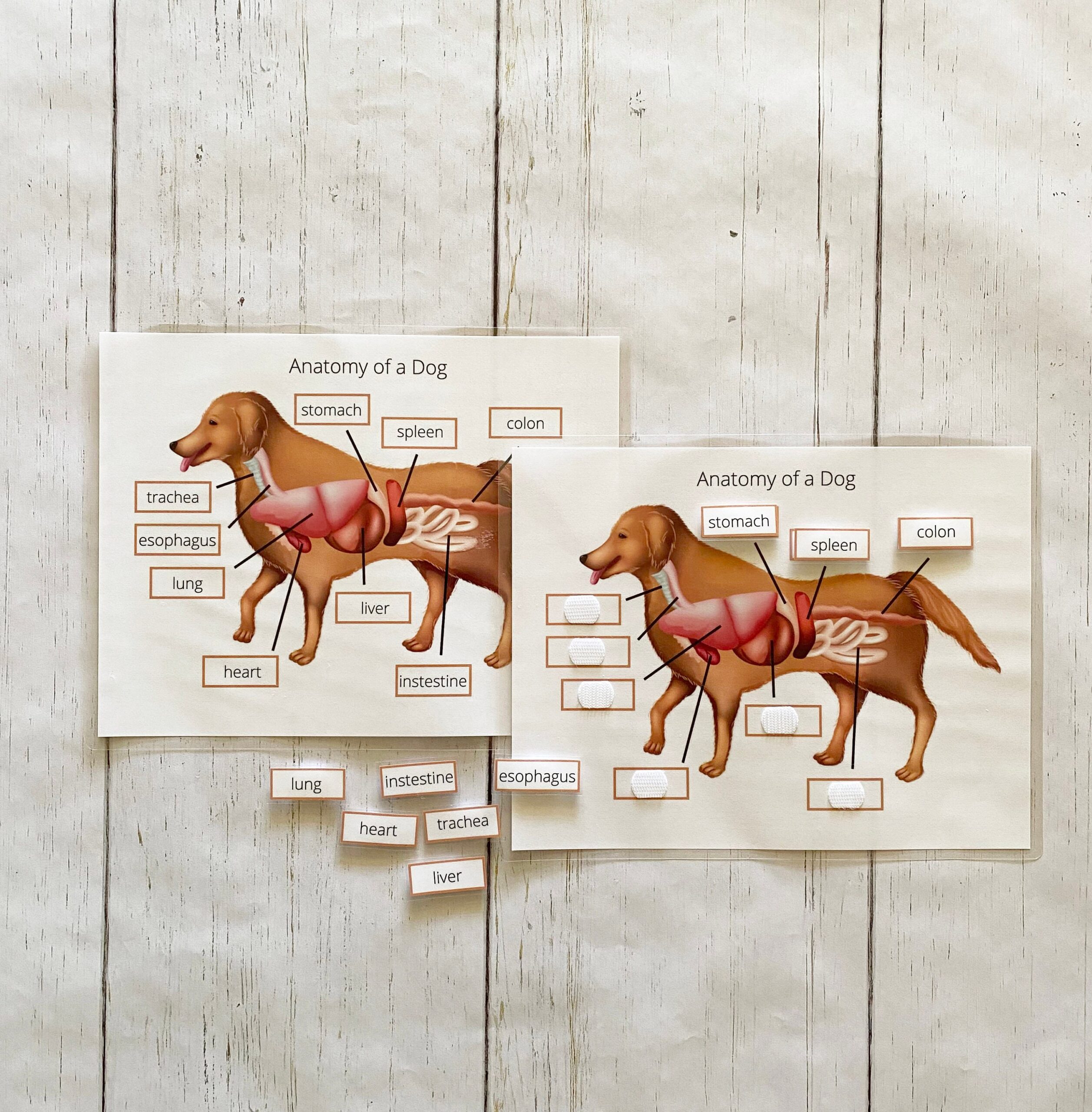 Dog Anatomy Pretend Play Veterinarian Educational Science Word Matching Worksheet Printable Download Etsy Dog Anatomy Pretend Play Veterinarian Educational Science Word Matching Worksheet Printable Download Etsy