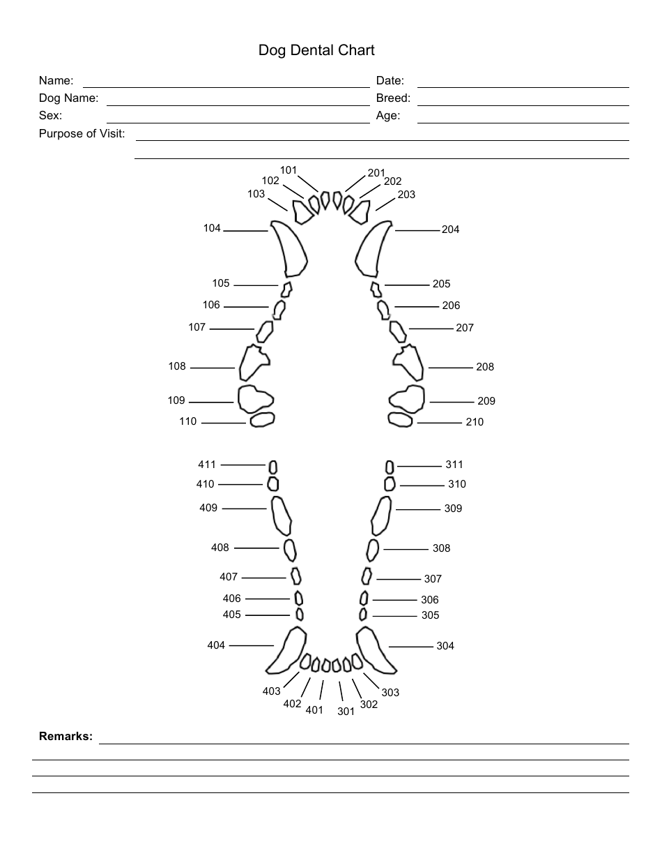 Dog Dental Chart Template Download Printable PDF Templateroller Dog Dental Chart Template Download Printable PDF Templateroller