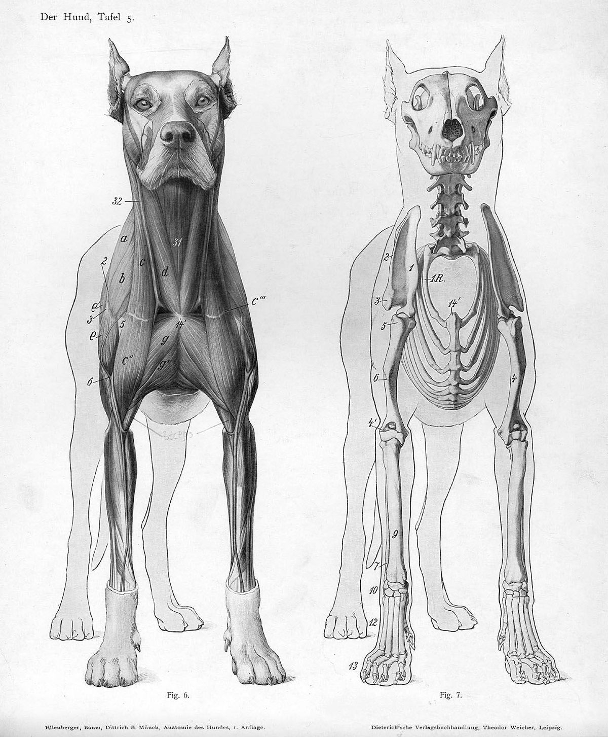 File Dog Anatomy Anterior View jpg Wikimedia Commons File Dog Anatomy Anterior View jpg Wikimedia Commons