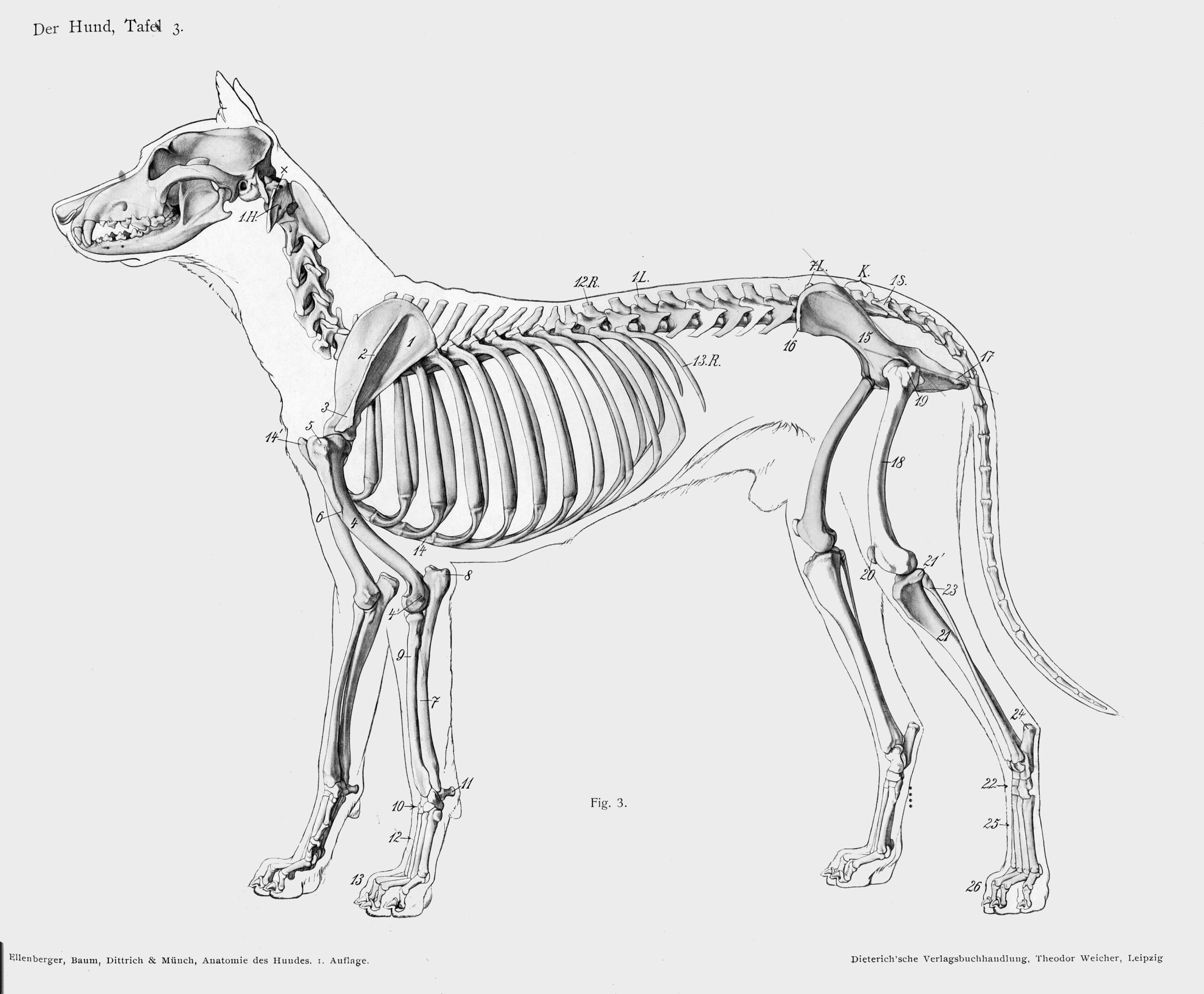 File Dog Anatomy Lateral Skeleton View full jpg Wikimedia Commons File Dog Anatomy Lateral Skeleton View full jpg Wikimedia Commons