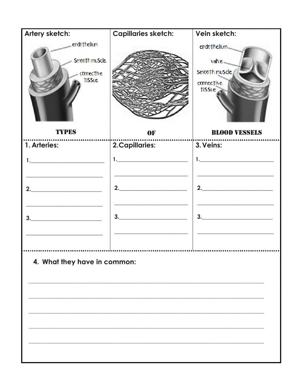 Free Veins And Arteries Worksheet Download Free Veins And Arteries Worksheet Png Images Free Worksheets On Clipart Library