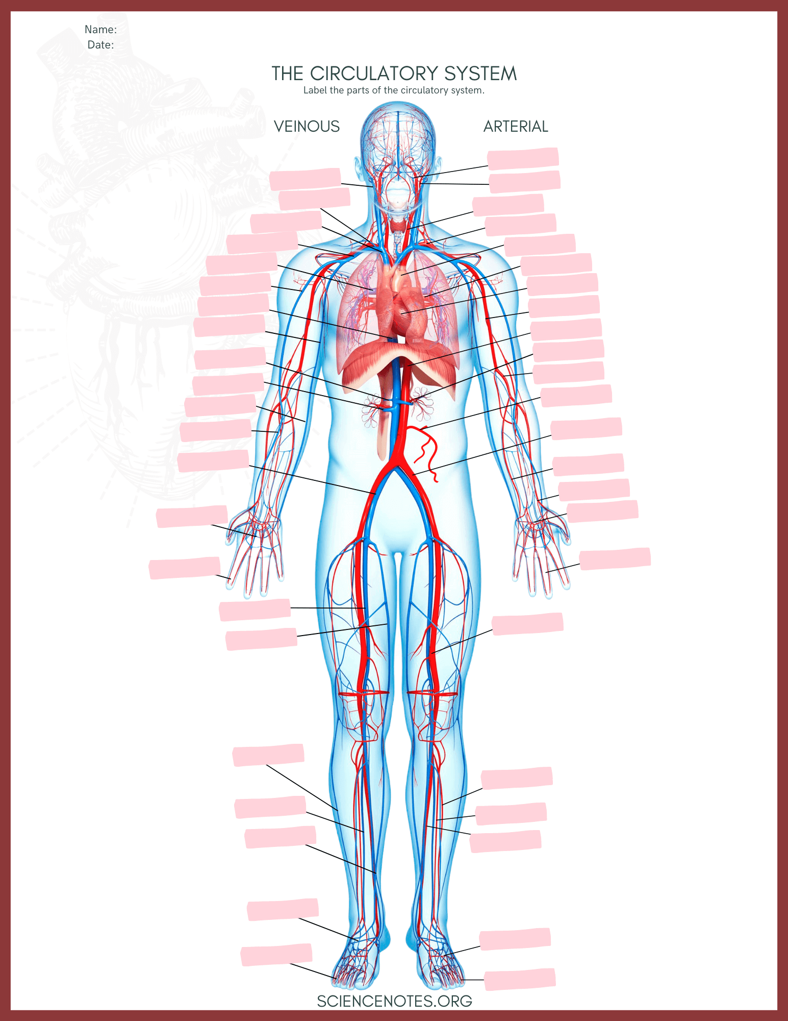 Printable Blank Worksheet Veins And Arteries