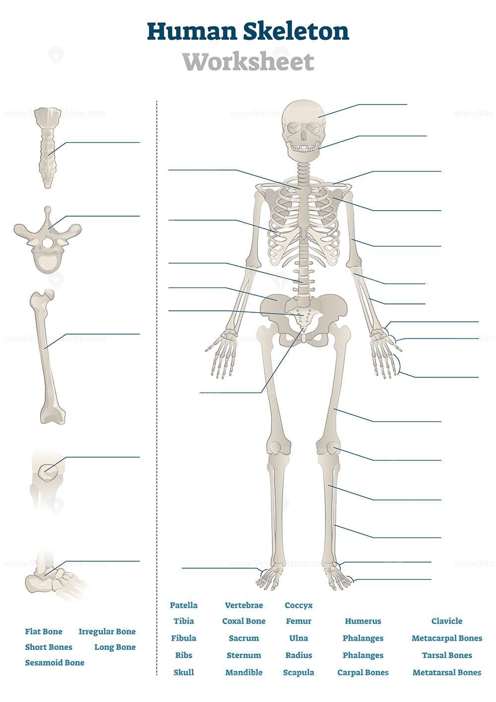 Human Skeleton Worksheet Vector Illustration VectorMine