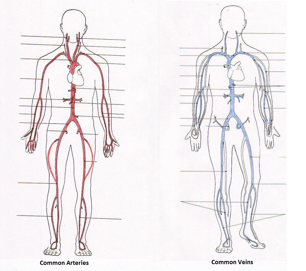 Label Arteries And Veins Worksheet Worksheets Library