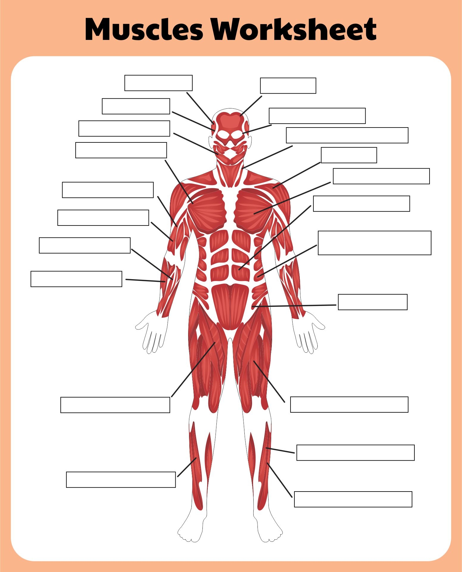 Worksheet Printable Blank Muscle Diagram