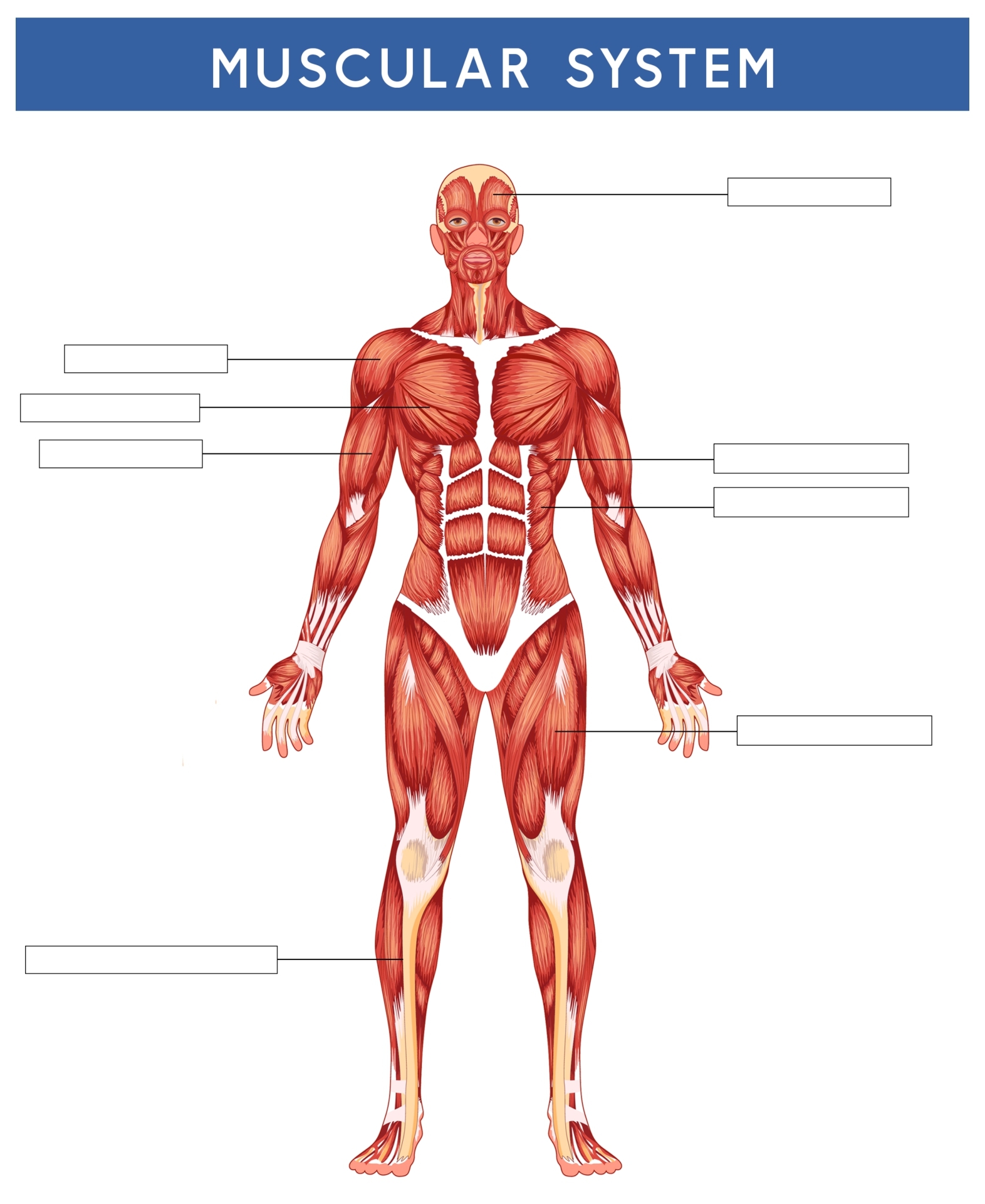 Muscular System Diagram Worksheet Worksheets Library