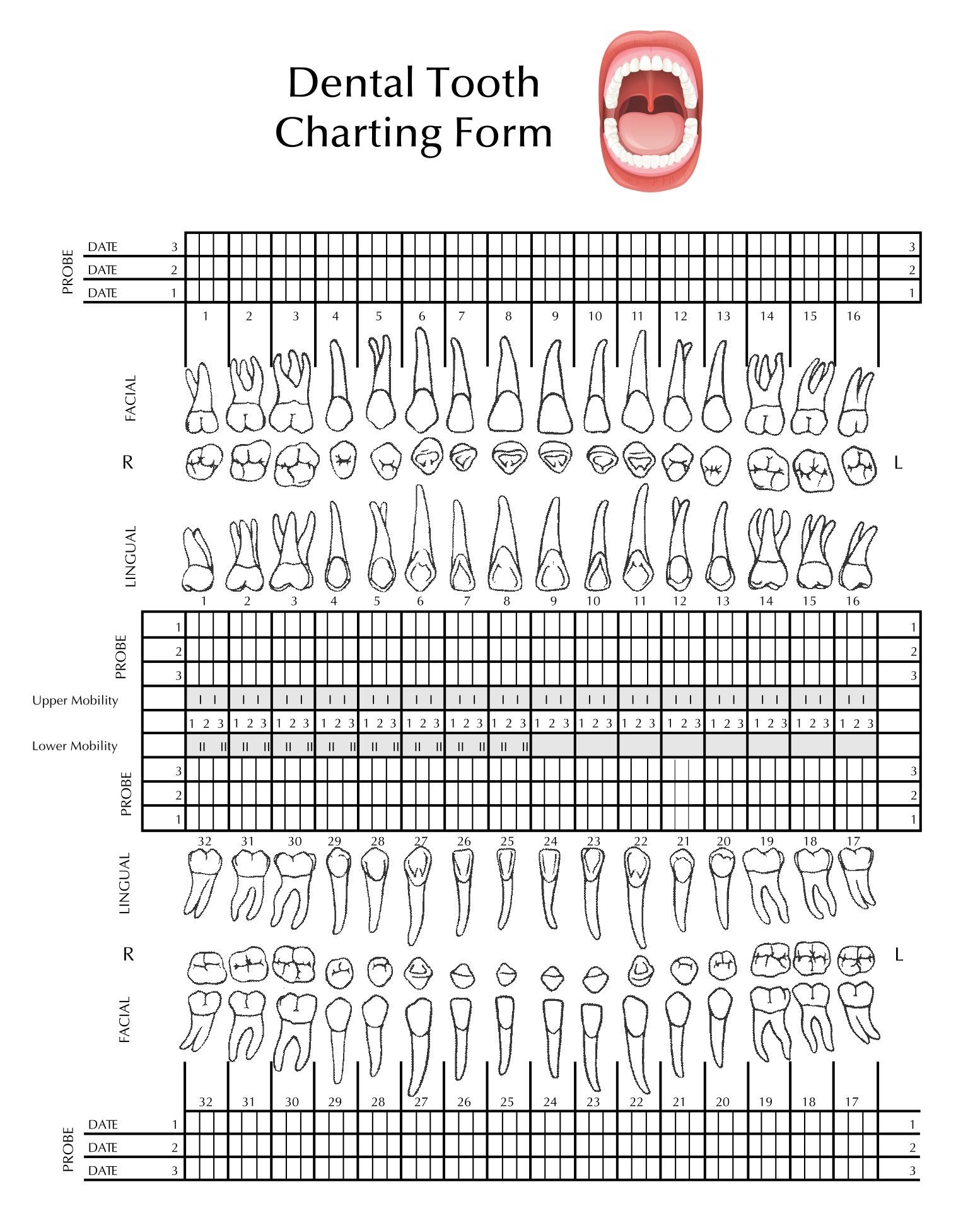 Tooth Chart Full Sheet 15 Free PDF Printables Printablee